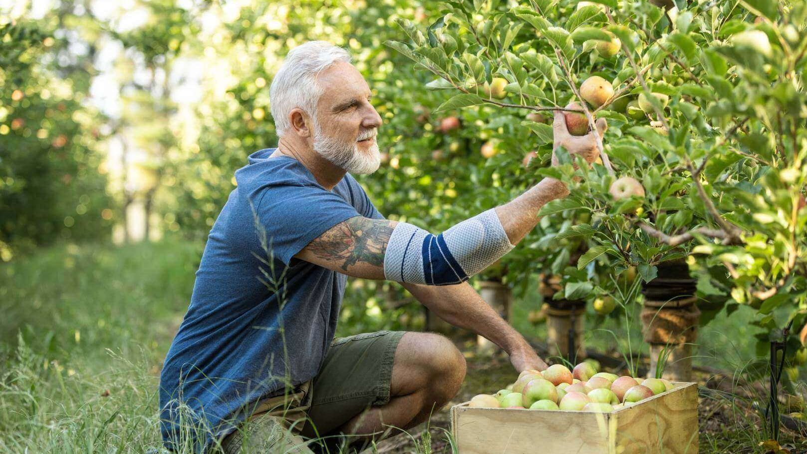 Auf dem Bild ist ein Mann zu sehen, der im Garten Obst pflückt und dabei eine Bauerfeind Ellenbogenbandage trägt. Die EpiTrain bietet Unterstützung bei Tennisellenbogen-Beschwerden im Alltag und kann dazu beitragen, Schmerzen zu lindern.