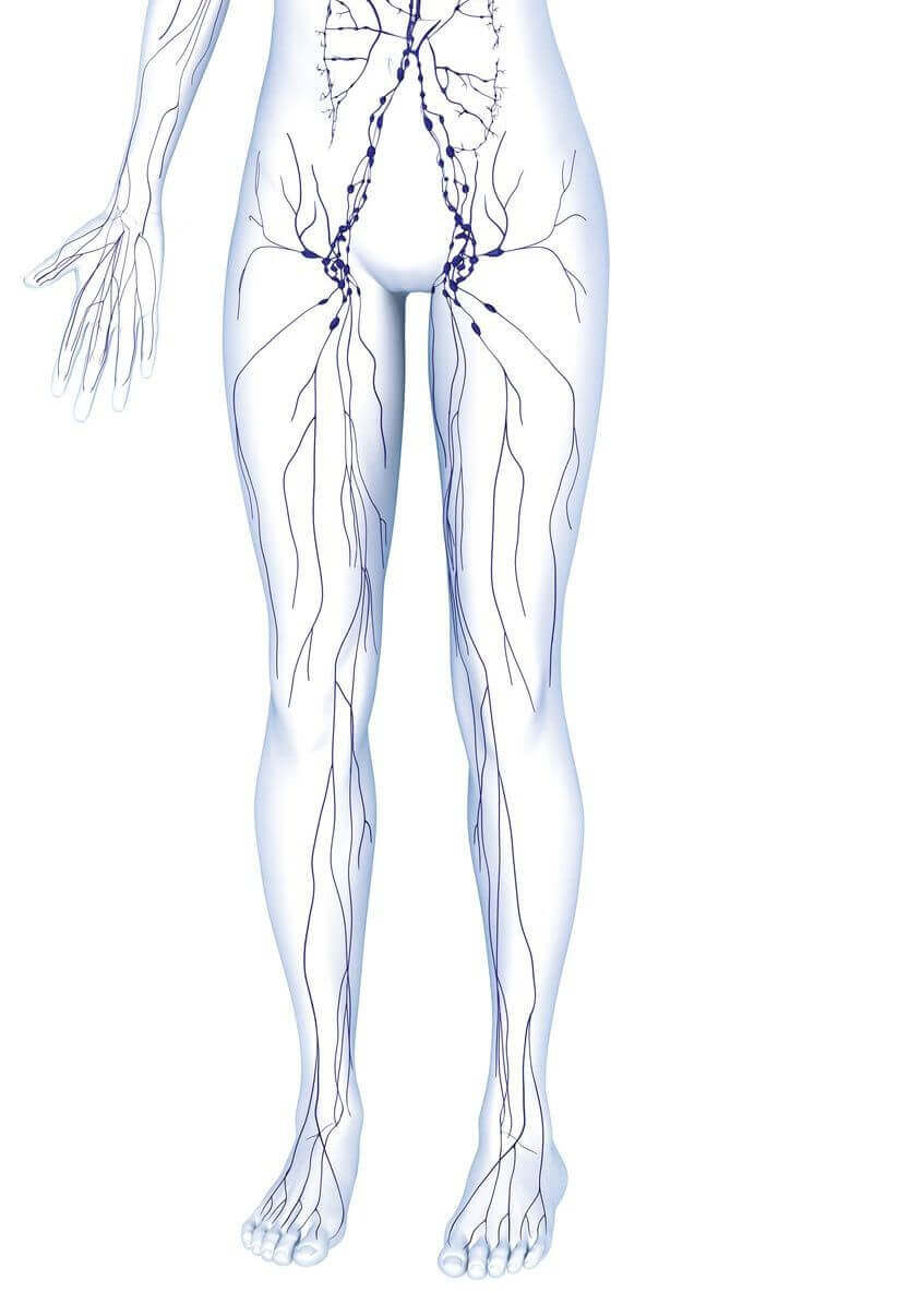 Illustration der Anatomie des Lymphsystems des menschlichen Unterkörpers.